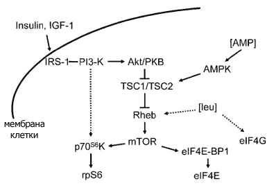 BCAA - свежий взгляд на аминокислоты с разветвленными цепочками